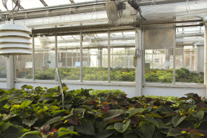 Poinsettias grow in the thousands in the green house behind Building 4. The plants are adolescent, but will be ready for sale by the end of November. Photo by Anna Duran.